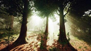 des rayons de lumière du soleil dans une brumeux forêt dans l'automne créer une magique ambiance video