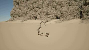 A dead tree in the middle of a desert video