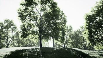 une pittoresque flanc de coteau couvert dans luxuriant vert des arbres video