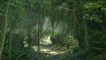 A peaceful pathway surrounded by lush green trees in a serene forest setting video
