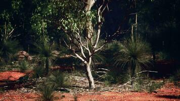 un solitario árbol en pie alto en el medio de un denso bosque video