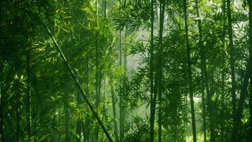 A lush and vibrant bamboo forest in China video