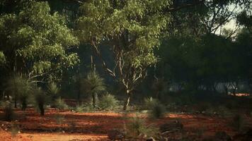 A lush and vibrant forest with a canopy of green trees video