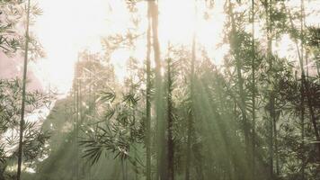 solljus filtrering genom en tät bambu skog video