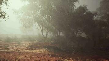 A misty field with distant trees video