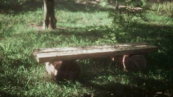 Wooden bench near pathway in trees shadow of summer forest park in sunny day video