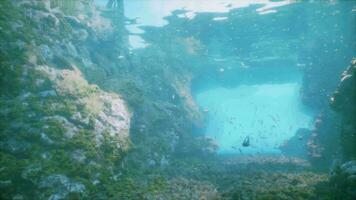 un grupo de pescado nadando en un piscina de agua video