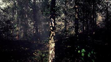 un' gruppo di alberi nel il mezzo di un' foresta video