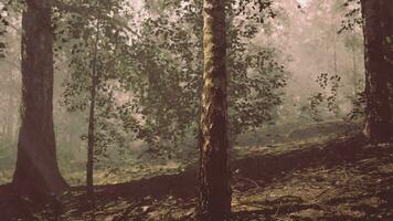 A lush forest filled with towering birch trees video