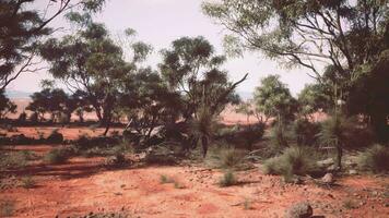 un sereno paisaje con un racimo de arboles en un vasto abierto campo video