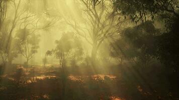 A dense and mysterious forest engulfed in a thick fog video