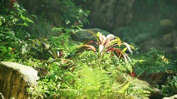 A lush green forest filled with lots of plants video