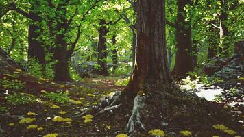 A majestic tree standing tall in the heart of a lush forest video