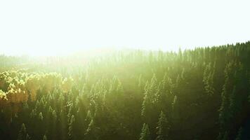 Sonnenlicht Streaming durch Bäume im ein üppig Wald video