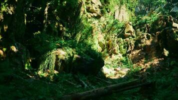 un' lussureggiante verde foresta pieno con molte di alberi video