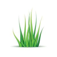 Spring vector illustration with green grass