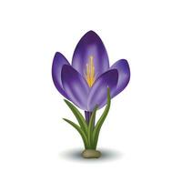 Vector spring flower crocus