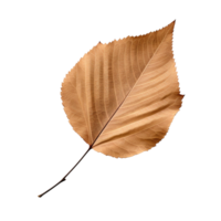 AI generated Alder leaf clip art png