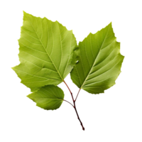 AI generated Alder leaf clip art png