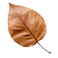 AI generated Alder leaf clip art png