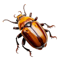 AI generated Beetle insect clip art png