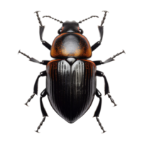 AI generated Beetle insect clip art png