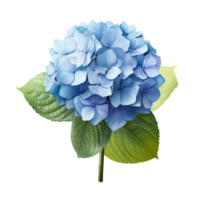 AI generated Blue hydrangea clip art png