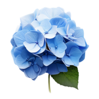 ai genererad blå hortensia klämma konst png