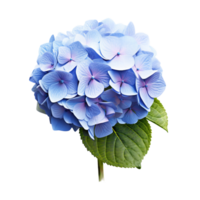 ai generiert Blau Hortensie Clip Kunst png