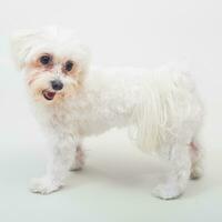 Portrait of cute female maltese dog on gray background photo