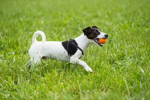 linda perro Jack Russell terrier disfruta jugando con un pelota en el naturaleza foto