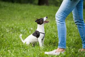 linda perro Jack Russell terrier mirando y esperando para mando desde su propietario en el naturaleza foto