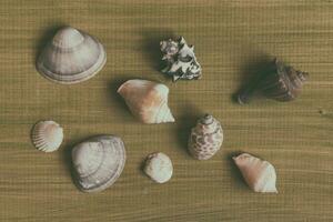 varios conchas en un de madera mesa foto