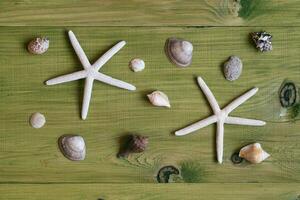 Sea shells and starfish on a green wooden table photo