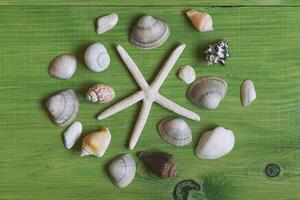 Sea shells and starfish on green background photo