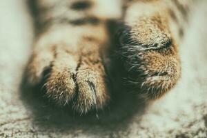 Close up of a cat's paws photo