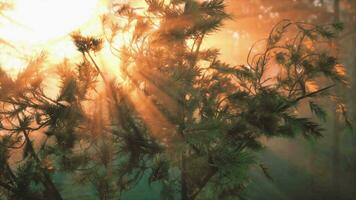 Sunbeams streaming through the pine trees video