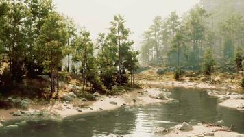 A river running through a forest filled with lots of trees video