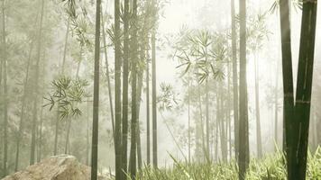 A serene bamboo grove enveloped in mist video