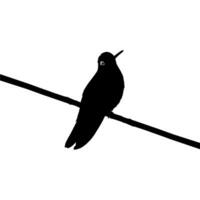 Perched Hummingbird Silhouette, can use Art Illustration, Website, Logo Gram, Pictogram or Graphic Design Element. Vector Illustration