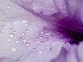 Rain drops on a purple flower photo