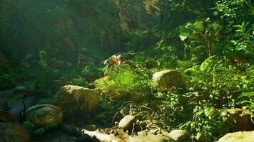 A stream running through a lush green forest video