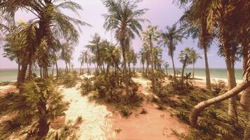 A serene beach with palm trees swaying in the breeze video