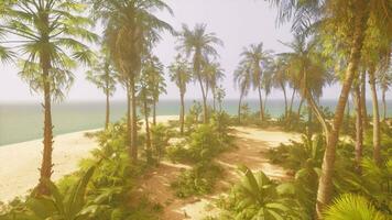 A tropical beach with palm trees and the ocean in the background video