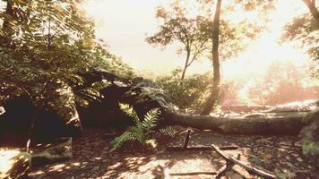 Rays of the sun through palm leaves video