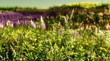 A vibrant field with a colorful array of purple and yellow flowers video