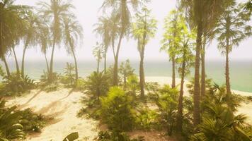 Palma árvores em uma tropical de praia video