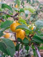 Fresh golden plum charm on tree branch photo