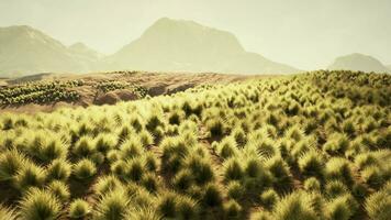 un' sereno paesaggio con montagne nel il distanza e un' vasto campo di lussureggiante erba video