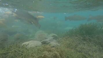 submarino vídeo de pescado en el agua video